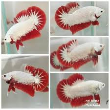 Cupang dragon gold 300k pasar subuh ikan hias jatinegara lapak no.63 ( bang bobby ) wa. Ikan Cupang Hias Jenis Red Dragon Sepasang Perlengkapan Hewan Aksesoris Hewan Di Carousell