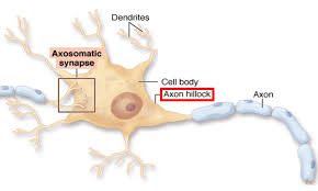 Axon Hillock Wikipedia
