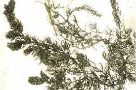 Image result for Ceratophyllaceae