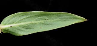 Image result for Paraknoxia