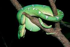 We did not find results for: Emerald Tree Boa Stock Image Z780 0008 Science Photo Library