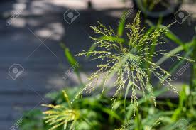 Image result for Panicum maximum