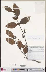 Image result for Cassipourea gummiflua