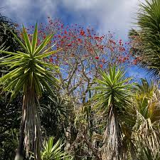 Image result for Erythrina lysistemon