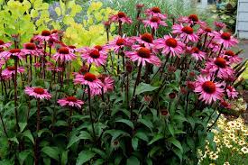 From vertical gardens to pots that can be hung on the balcony grills, there is no dearth of options once you decide to revamp your balcony. 10 Best Low Maintenance Flowers For Effortless Garden By Charlotte Boyle Medium