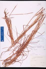 Image result for Schizachyrium sanguineum