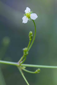 Image result for Alismataceae