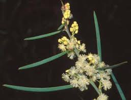 Image result for Fabaceae subfamily Mimosoideae