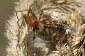 Image result for große winkelspinne biss haut reaktion