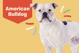 American bulldog puppies and dogs. American Bulldog Dog Breed Information Characteristics Daily Paws