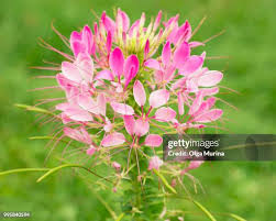 Image result for Capparaceae