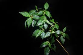 Image result for Cannabaceae