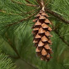 Image result for Pinus strobus