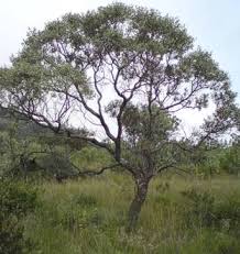 Image result for Ozoroa