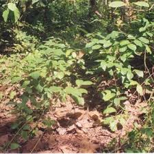 Image result for Lecaniodiscus