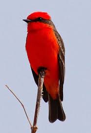 Birds Of The Southwest United States Saying Good Bye To Arizona Birds With Images Arizona Birds Birds Vermilion Flycatcher