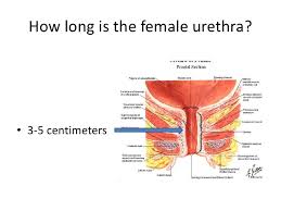 Anatomy Urinary System