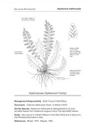 Image result for Asplenium goetzei