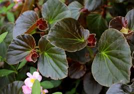 Image result for Begoniaceae