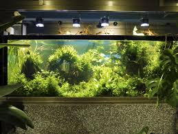 The visual effect is lush and beautiful. The Ultimate Beginner S Guide To Aquascaping Your Aquarium