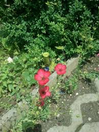 Dazu gehören radieschen, rukola, dill und rettich. Blumen Und Bluhende Stauden Im Juli Im Garten Parzelle94 De