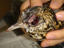 Image result for トラツグミ