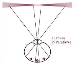 When Reading Our Eyes Perform Saccades Jumps Fixating On Various Points Along A Given Line Of Text During A Fixa Vision Therapy Eye Care Student Services
