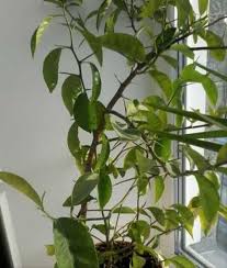 Check spelling or type a new query. Finikovoe Derevo Festima Ru Monitoring Obyavlenij