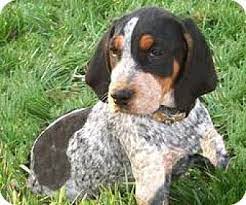 There are 7 pups total, 4 males and 3 females. Lima Pa Bluetick Coonhound Meet Rusty A Pet For Adoption