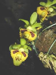 Image result for Ochna dolicharthros