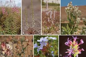 Image result for Plumbaginaceae