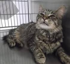 Karrina Is An Adoptable Domestic Medium Hair Cat In Silverdale Wa Primary Color Brown Tabby Weight 8 5 Age 2yrs 0mths 0wks Animal Has Animals Cats Tabby