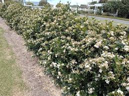 Image result for Maerua paniculata