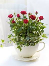 Rote Rosen Als Aromatische Und Bezaubernde Gartenpflanzen Pflegen Topfblumen Rote Rose Gartencontainer