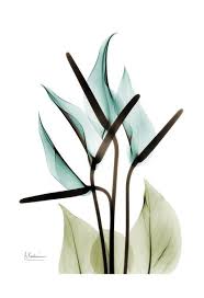 Check spelling or type a new query. Print Title Blue Anthurium Bouquet Use The Links Below To Find More Of The Art You Love Art Styles D Albert Koetsier Wall Art Pictures Oil Painting Flowers