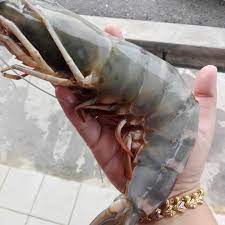 Berpegang kepada prinsip tidak mahu mengaku kalah, najee muddin ibrahim, 37, melangkah lebih jauh dalam penternakan udang tanpa rasa … Udang Harimau Gergasi Besar Pinggan Jelajah Maya