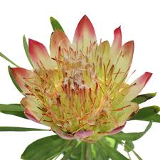 Image result for Protea rupestris
