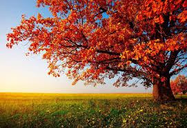 All these are hd images so you can clearly see the beautiful of nature and trees. Trees Wallpapers Top Free Trees Backgrounds Wallpaperaccess