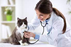 In this way, feline blood tests serve as very valuable tools in a veterinarian's toolkit for helping to detect, identify, diagnose and ultimately treat illness or disease. Blood Test For Diagnosing Cancer In Pets At Avondale Animal Hospital