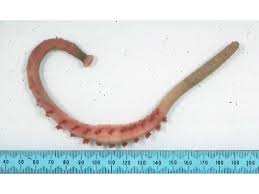 Image result for Eragrostis arenicola