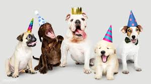 Download Premium Psd Of Group Of Puppies Celebrating New Year Together Happy Birthday Dog Dog Birthday Puppies
