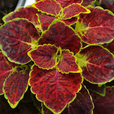 Image result for Coleus prittwitzii