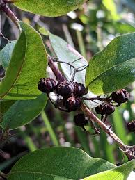 Image result for Agarista