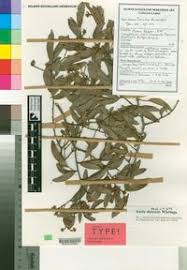 Image result for Icuria