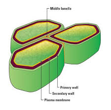 Type Of Plant Cell That Builds A Secondary Wall In Between Two Primary Walls Biology Stack Exchange