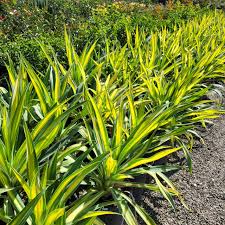 Image result for Beschorneria yuccoides