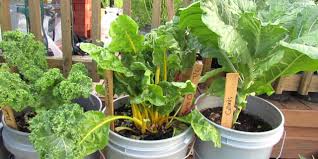 Maybe you would like to learn more about one of these? What To Plant In January A Guide To Plants Veggies Fruits Flowers In The Winter Plant Instructions