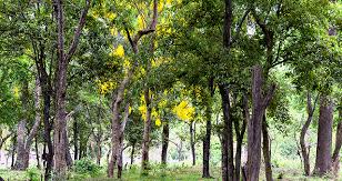 Sandalwood definition, the fragrant heartwood of any of certain asian trees of the genus santalum, used for any of these trees, especially s. Sandalwood Noun Definition And Synonyms Macmillan Dictionary