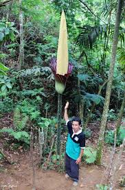 Maybe you would like to learn more about one of these? 14 Gambar Bunga Raflesia Arnoldi Dan Bunga Bangkai Koleksi Rial