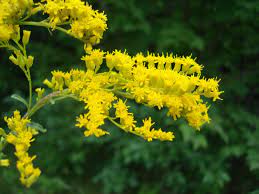 Goldenrod Cooperative Extension Cranberries University Of Maine Cooperative Extension
